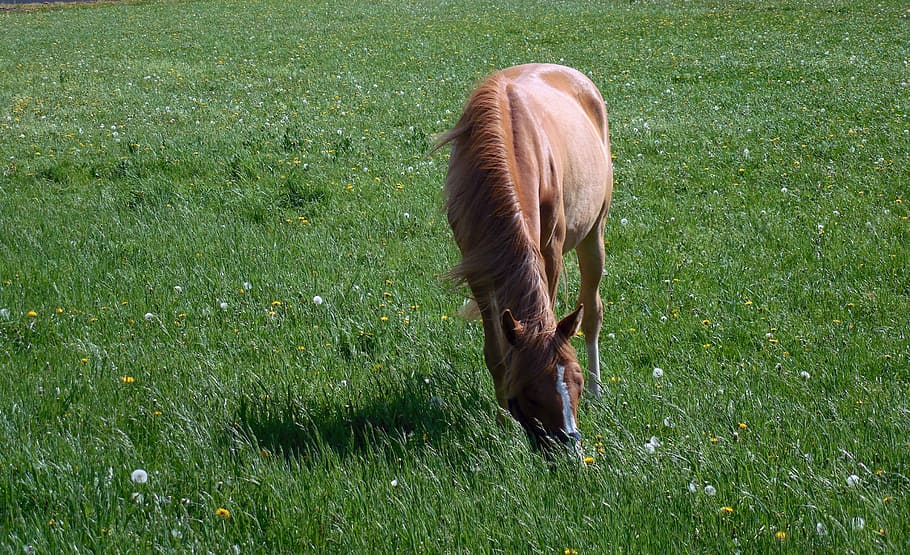 horse, coupling, pasture, graze, paddock, mane, ride, nature HD wallpaper