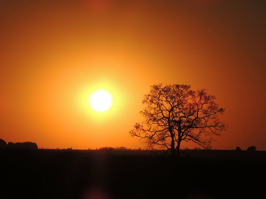 sol, tree, by, sunset, nature, silhouette, dusk, back Lit, sunlight HD wallpaper