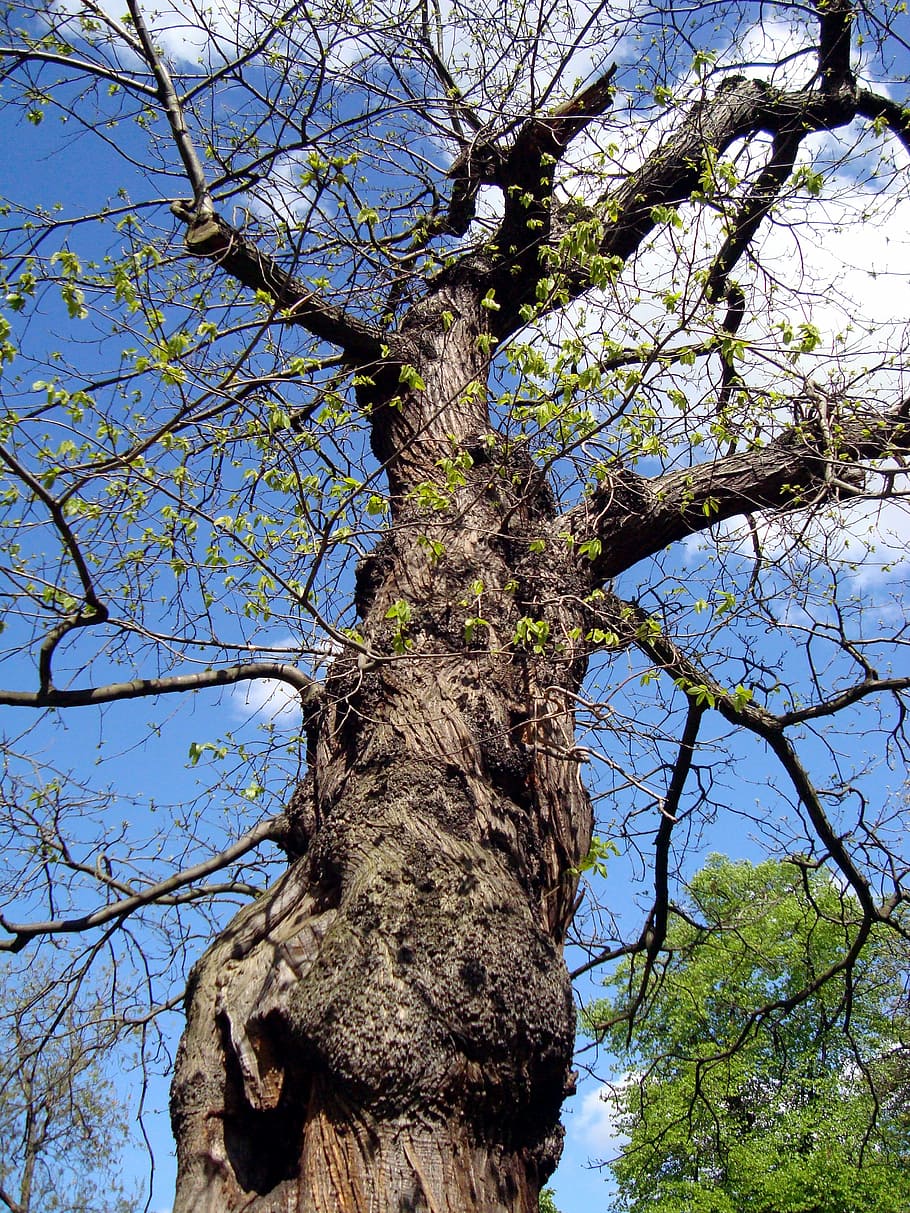 oak tree, summer, branch, plant, low angle view, trunk, tree trunk HD wallpaper