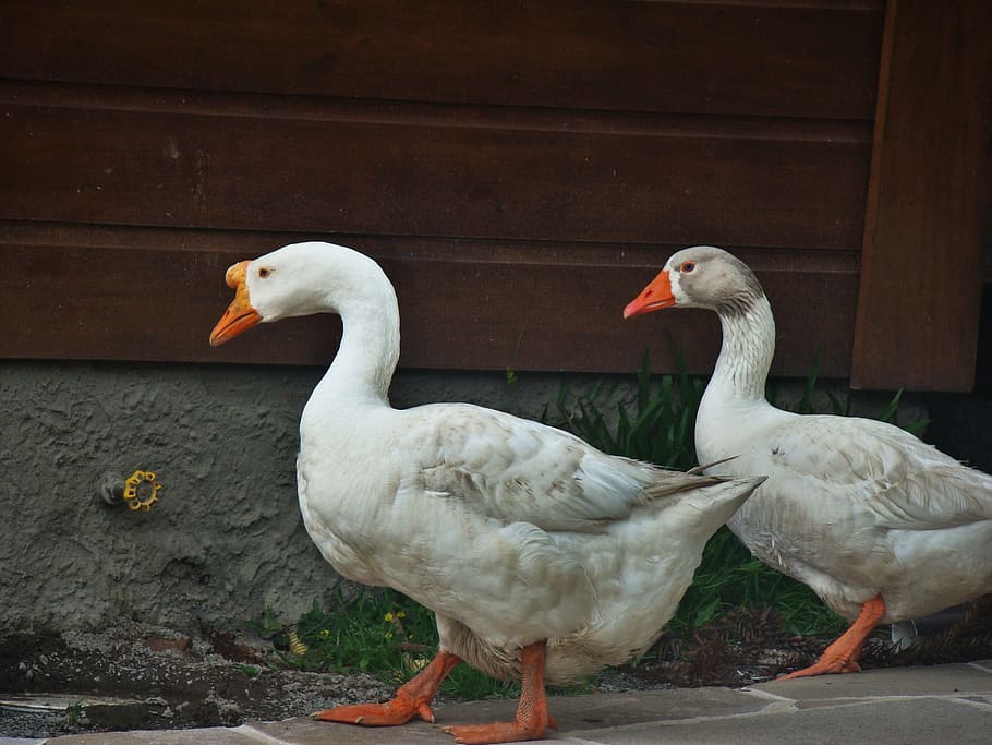ducks, lake, water, bird, nature, park, dom, mallards, animals HD wallpaper