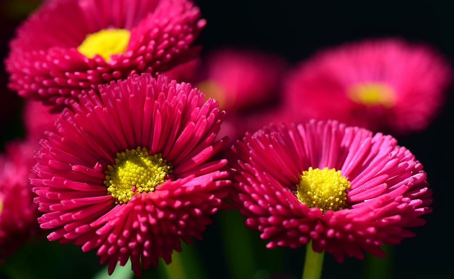 shallow focus photography of red flowers, daisy, blossom, bloom HD wallpaper