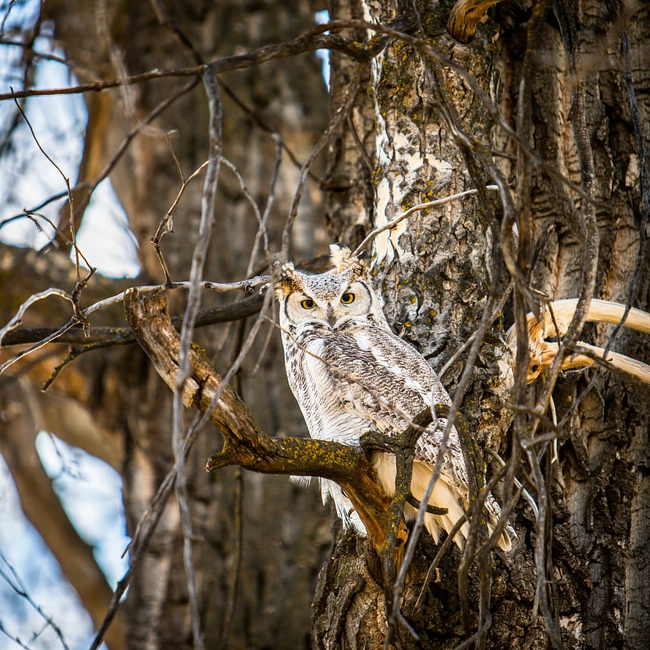 tilt shift lens photography of owl, photo of brown owl standing on branch during daytime HD wallpaper