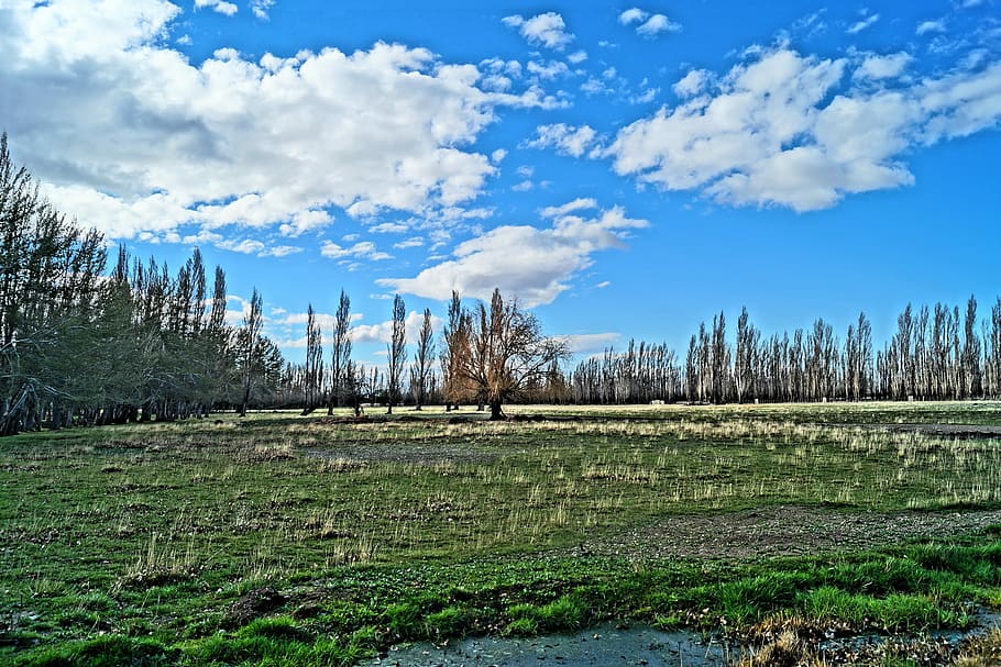 Swamp, Spring, Clouds, Forest, Landscape, nature, tree, sky HD wallpaper