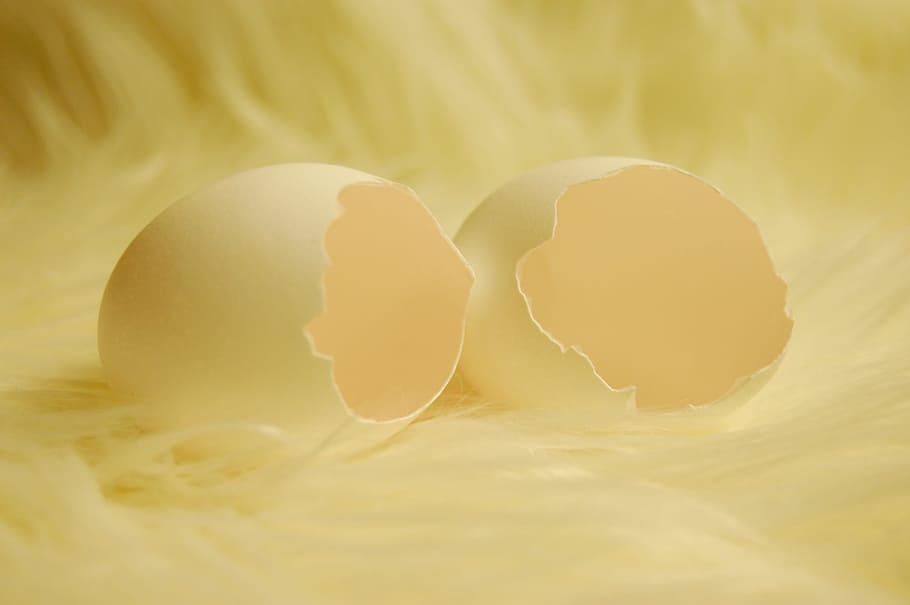 two cracked egg shells, eggshell, open, chicken eggs, broken