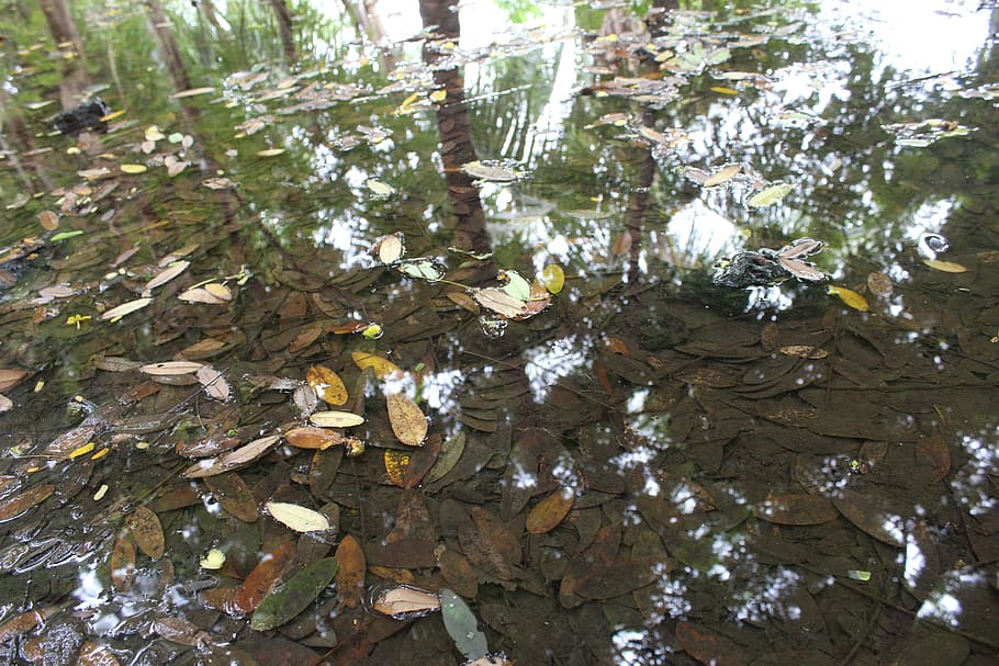 water, reflection, leaf, leaves, nature, green, yellow, background HD wallpaper