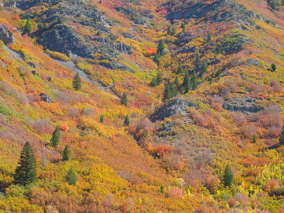 Trees, Forest, Autumn, Fall, Nature, aspen, mountains, landscape HD wallpaper