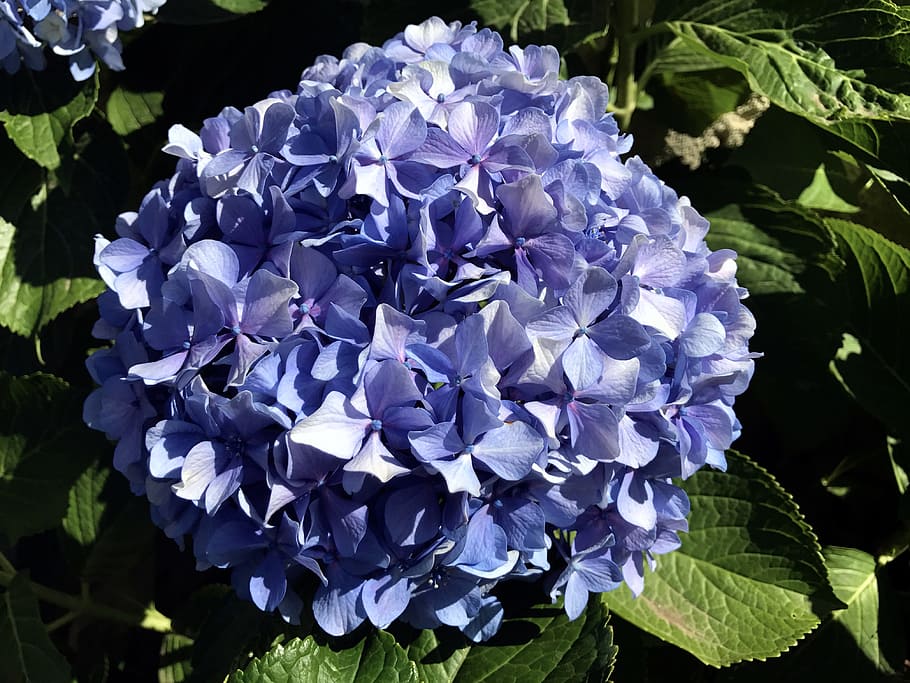 hydrangea, blue, flower, close up, garden, nature, plant, fulfillment HD wallpaper