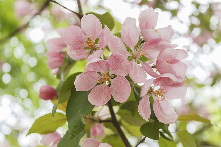 selective focus photography of pink petaled flower, apple tree HD wallpaper