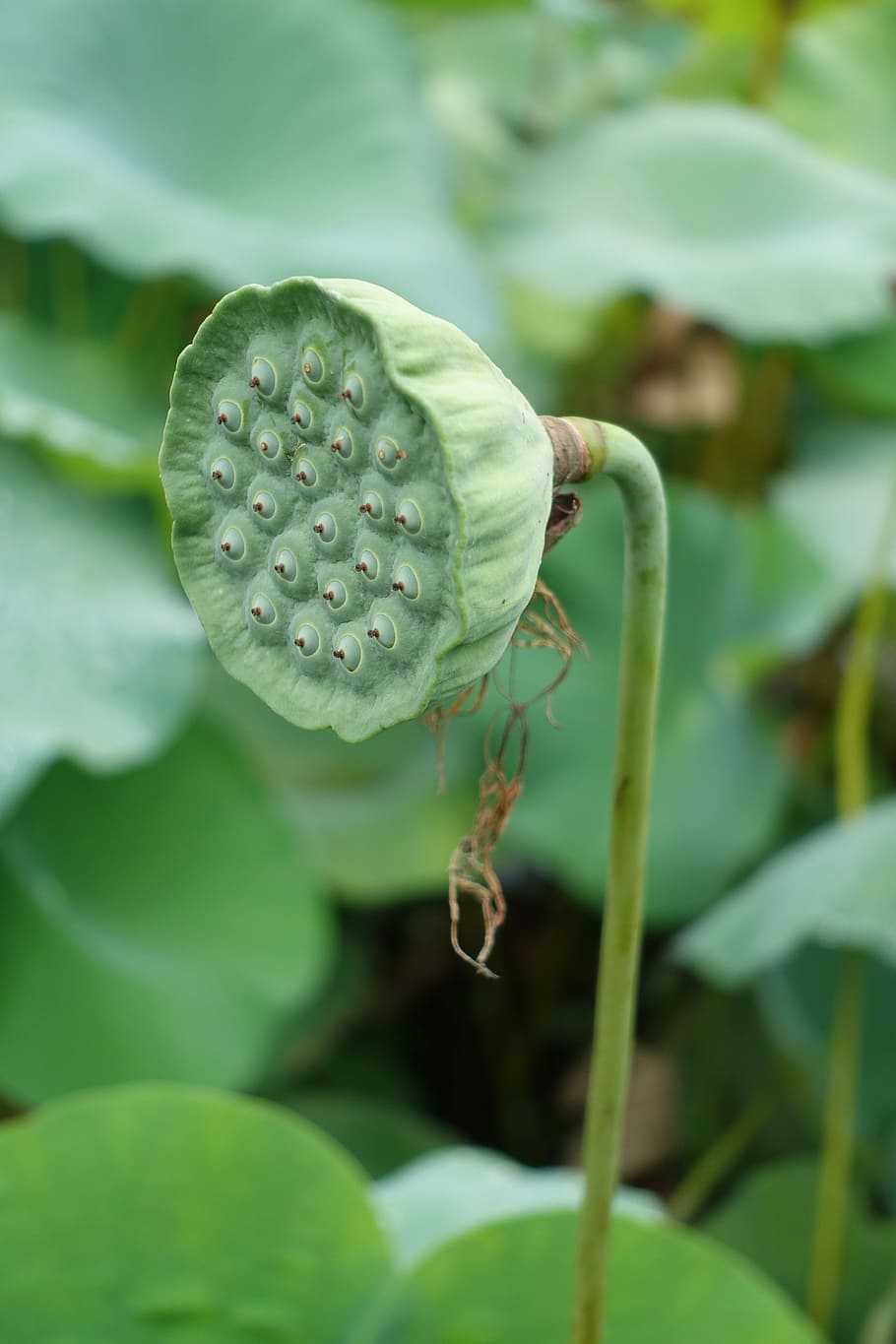 Seeds, Lotus, Abstract, leaf, growth, plant, green color, close-up HD wallpaper