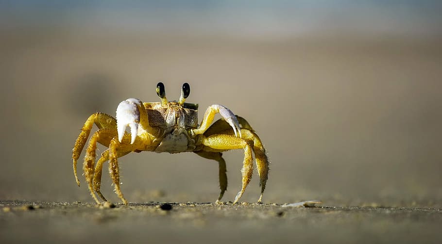 yellow and brown crab standing on gray sand, beach, macro, closeup