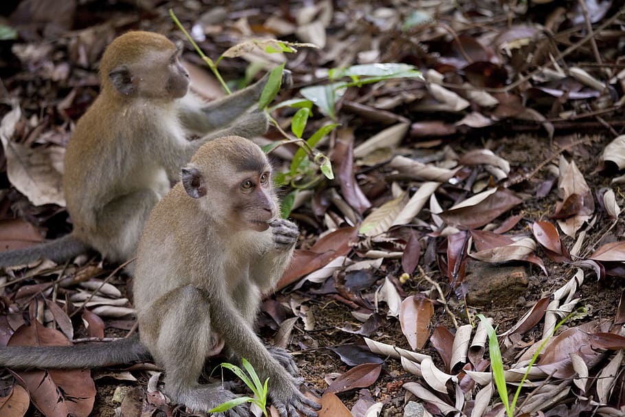 Monkey, Nature, Wild, Animal, Wildlife, primate, cute, brown HD wallpaper