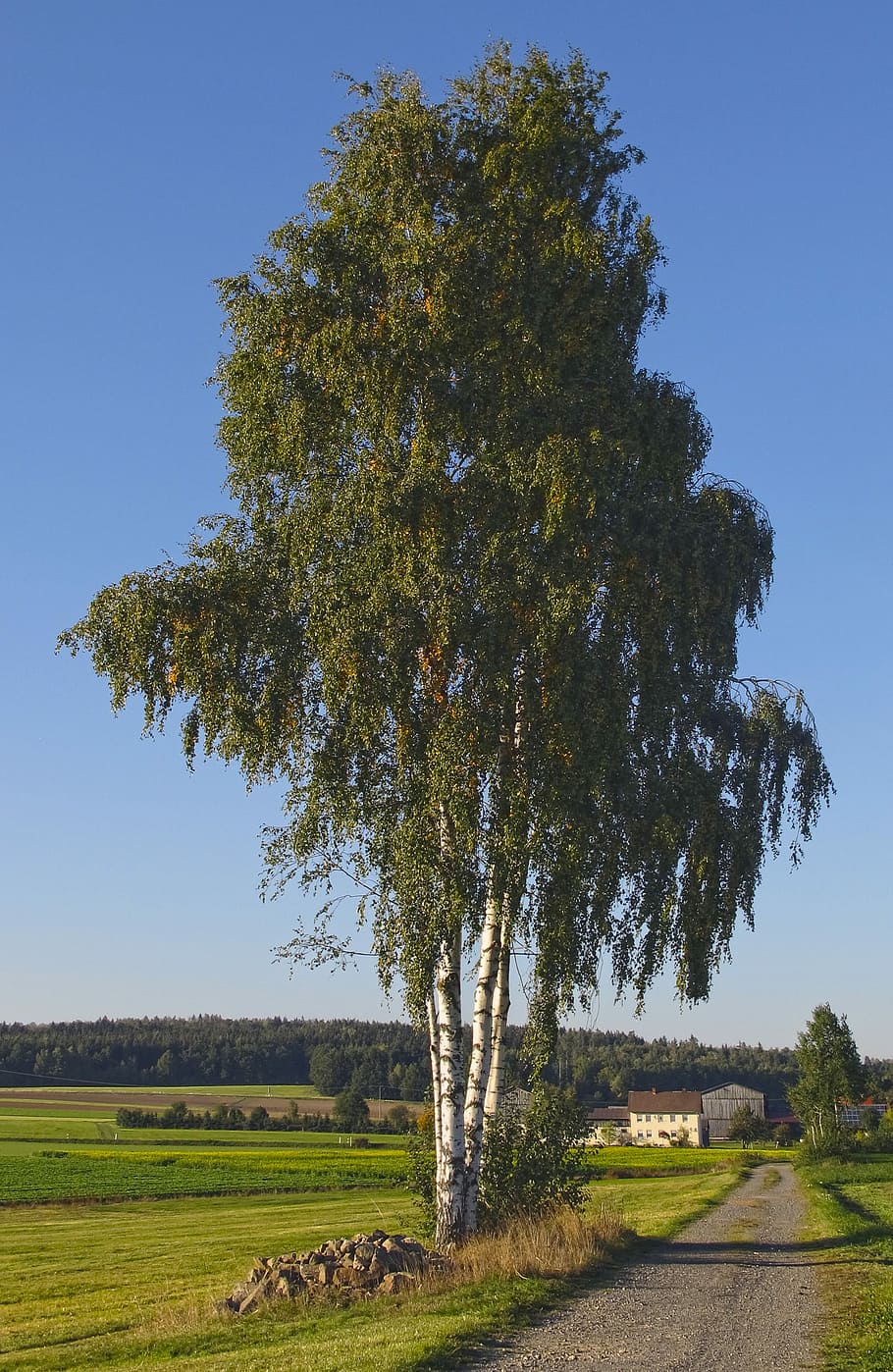 Landscape, Birch, Tree, Series, Meadow, pin country, waldsassen HD wallpaper