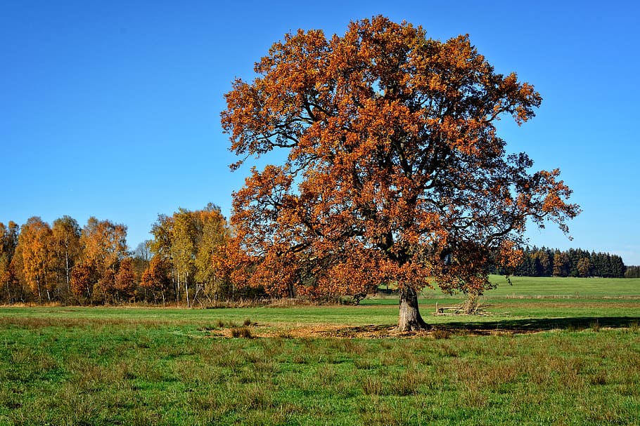 tree, individually, autumn, leaves, sky, landscape, mood, autumn colours HD wallpaper