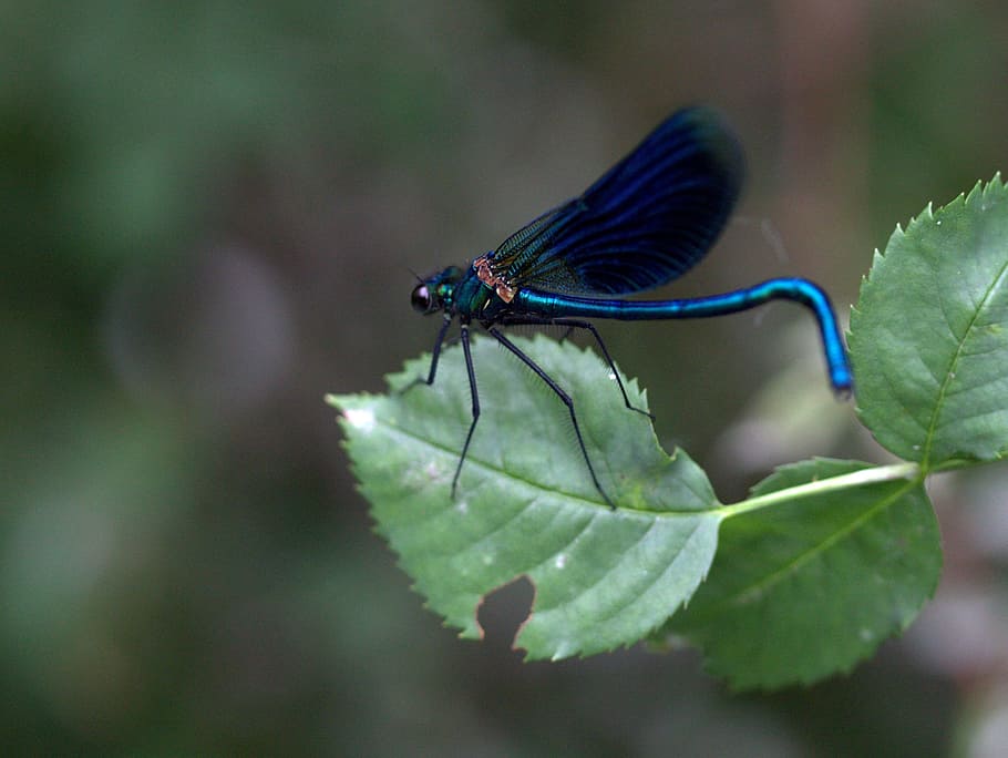Dragonfly, Leaf, Rest, blue, green, wings, insect, nature, animals in the wild HD wallpaper
