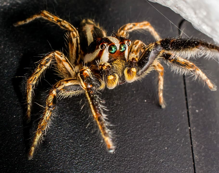 Jumping Spider, Small, small spider, insect, close, one animal HD wallpaper
