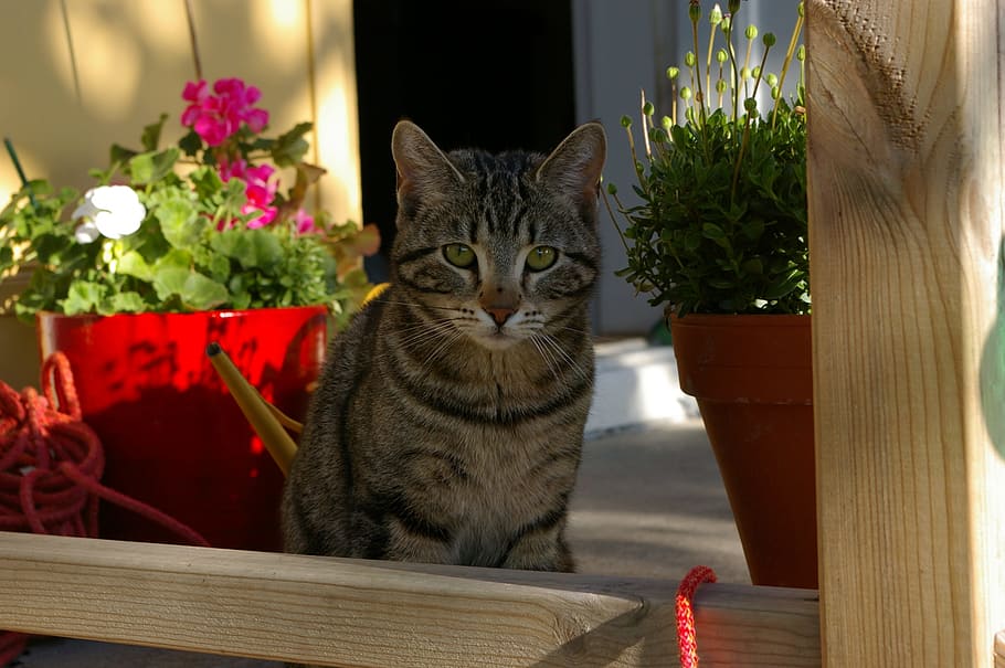 cat, kitten, pets, summer, domestic, domestic animals, feline HD wallpaper
