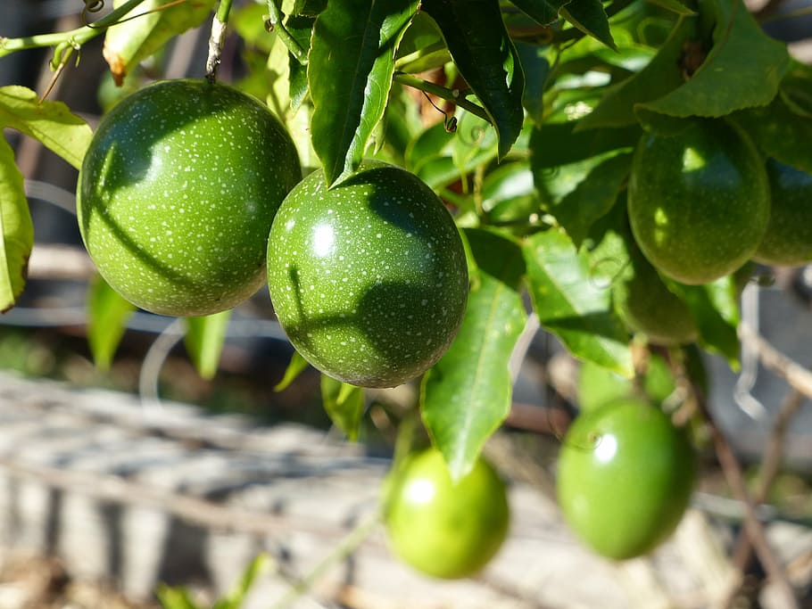 passion fruit, vine, green, food, healthy eating, food and drink HD wallpaper