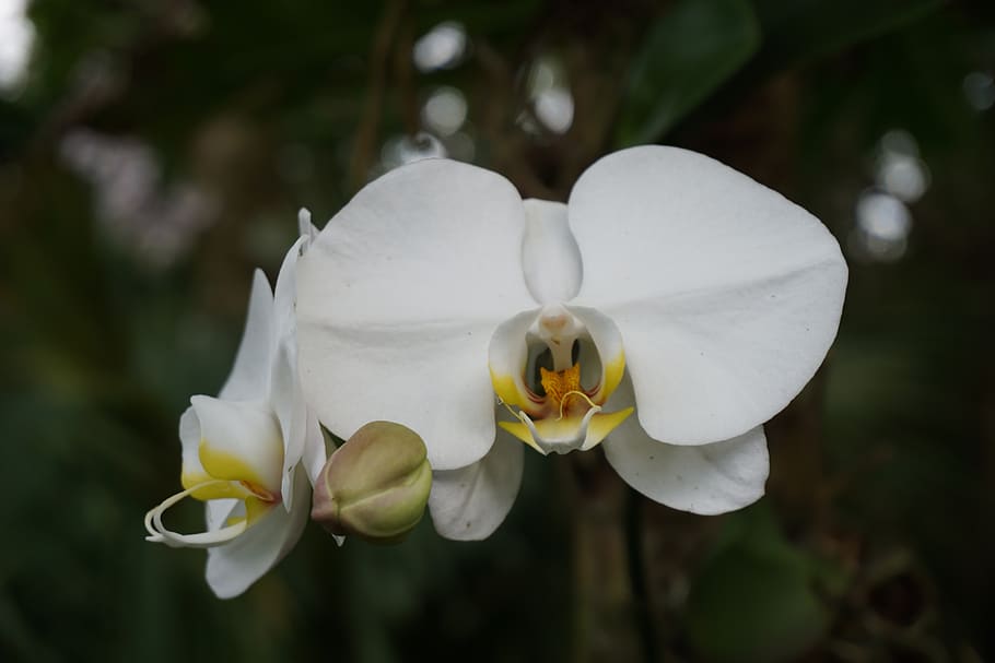 white orchid, flower, bloom, flowering plant, petal, vulnerability HD wallpaper