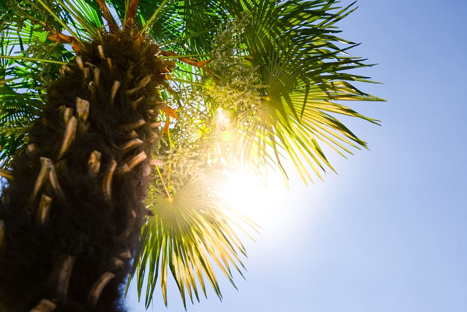 low-angle photography of tree, palm, sun, summer, tropical HD wallpaper