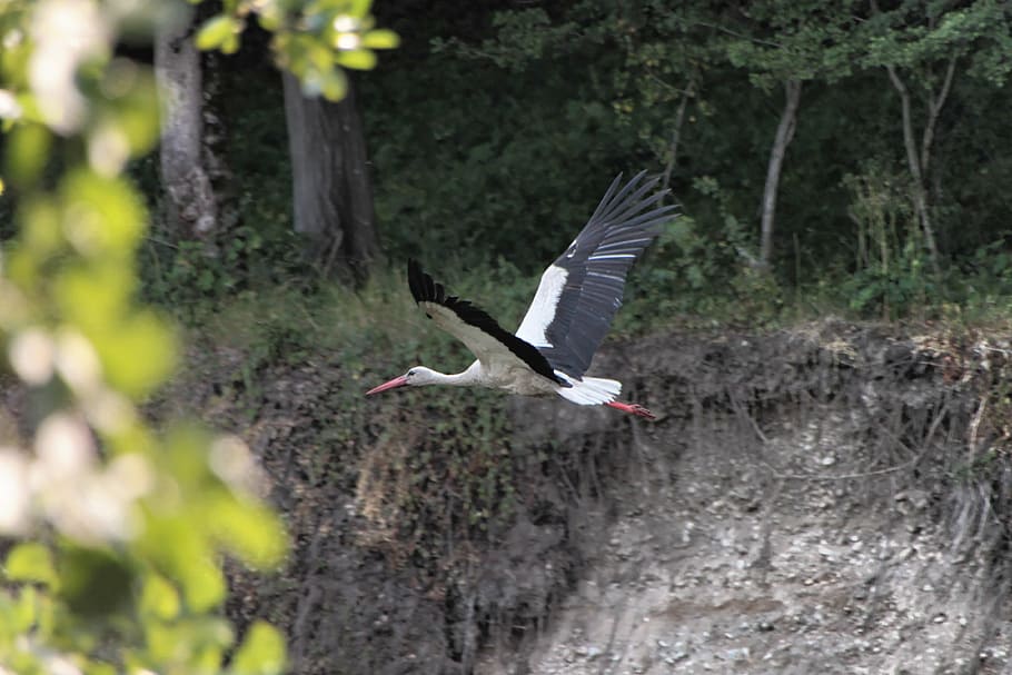 bed, river, stork, water, white, birds, animals in the wild HD wallpaper