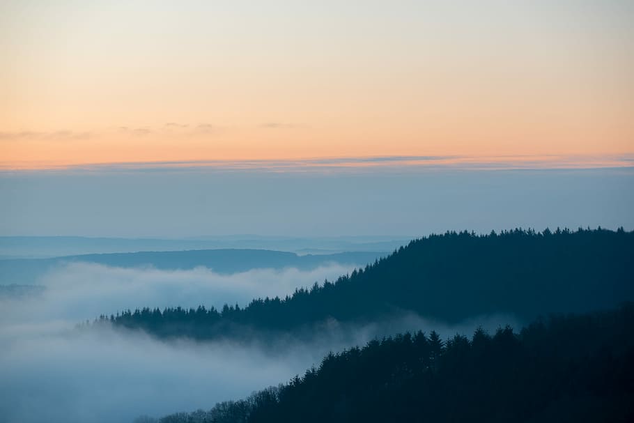 sea of clouds, summit of mountain and clouds, mist, fog, tree HD wallpaper
