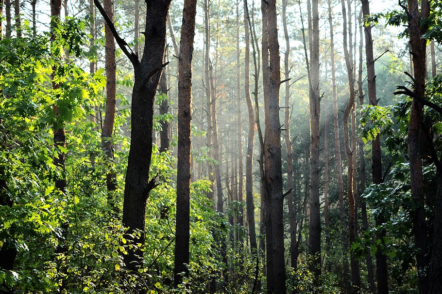 aforestation, light, mist, nature, ray of sunshine, sun-light HD wallpaper
