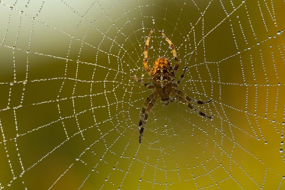 spider, cobweb, close, arachnid, animal, network, nature, macro HD wallpaper
