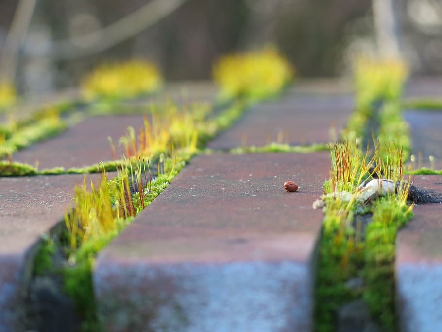 moss, sun, same, wall, green, city, brick, masonry, plant, selective focus HD wallpaper