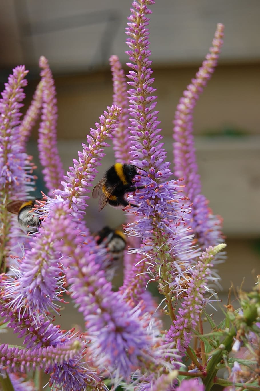 Bee, Bumblebee, Bug, Nature, Close Up, insect, animals in the wild HD wallpaper