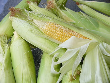 corn cobs, food, vegetable, fresh, healthy, natural, vegetarian HD wallpaper