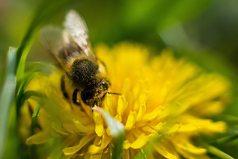 Bee, Dandelion, Flower, Pollen, close, blossom, bloom, pollination HD wallpaper