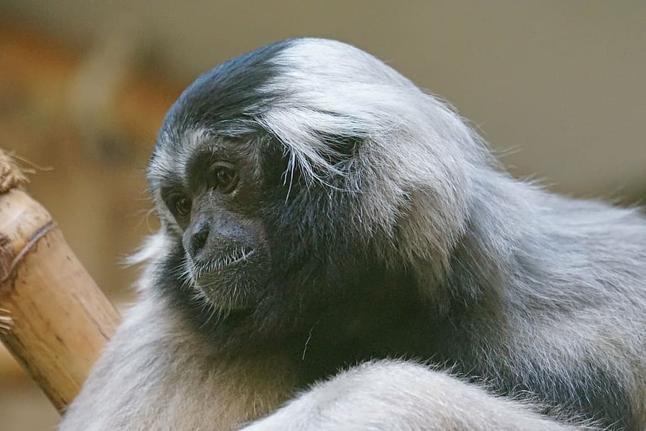monkey, gibbon, boredom, one animal, mammal, animal wildlife HD wallpaper