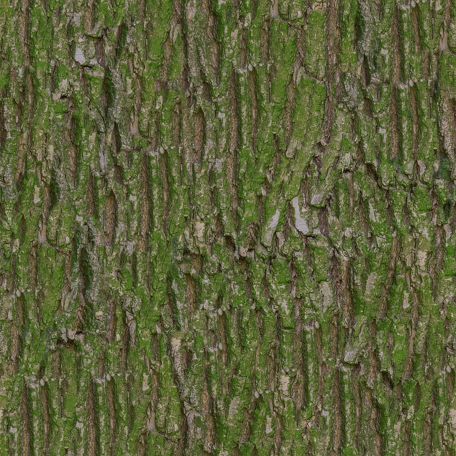 green moss, Bark, Texture, Albedo, tileable, base, color, basecolor, HD wallpaper