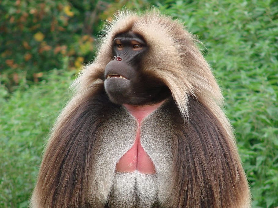 brown and white monkey staring at right side, chelada, wild animal HD wallpaper