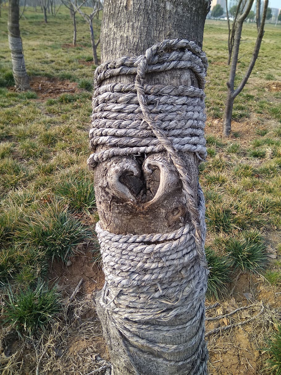 Tree, Heart, Plant, one animal, day, no people, animal wildlife HD wallpaper