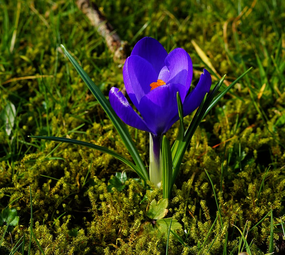 crocus, garden, spring, blue, flower, plant, blossom, bloom HD wallpaper
