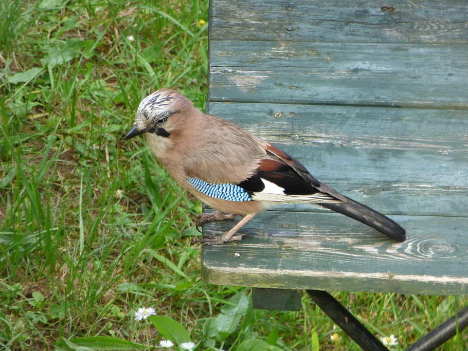 jay, bird, table, garden, yard, nature, wildlife, animal, feather HD wallpaper