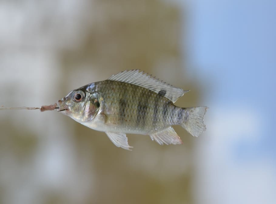 fish, swim, small, animal, vertebrate, animal themes, one animal HD wallpaper