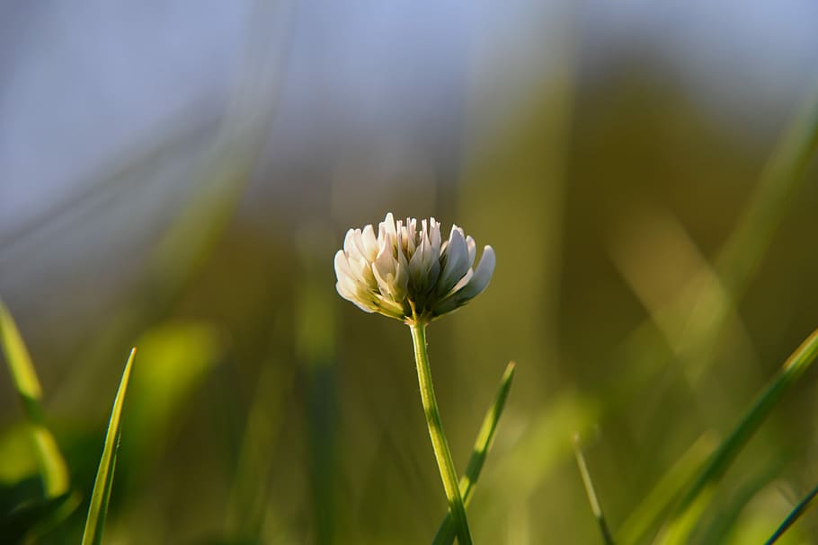 Flower, Clover, White, Meadow, Nature, macro, plant, plants HD wallpaper