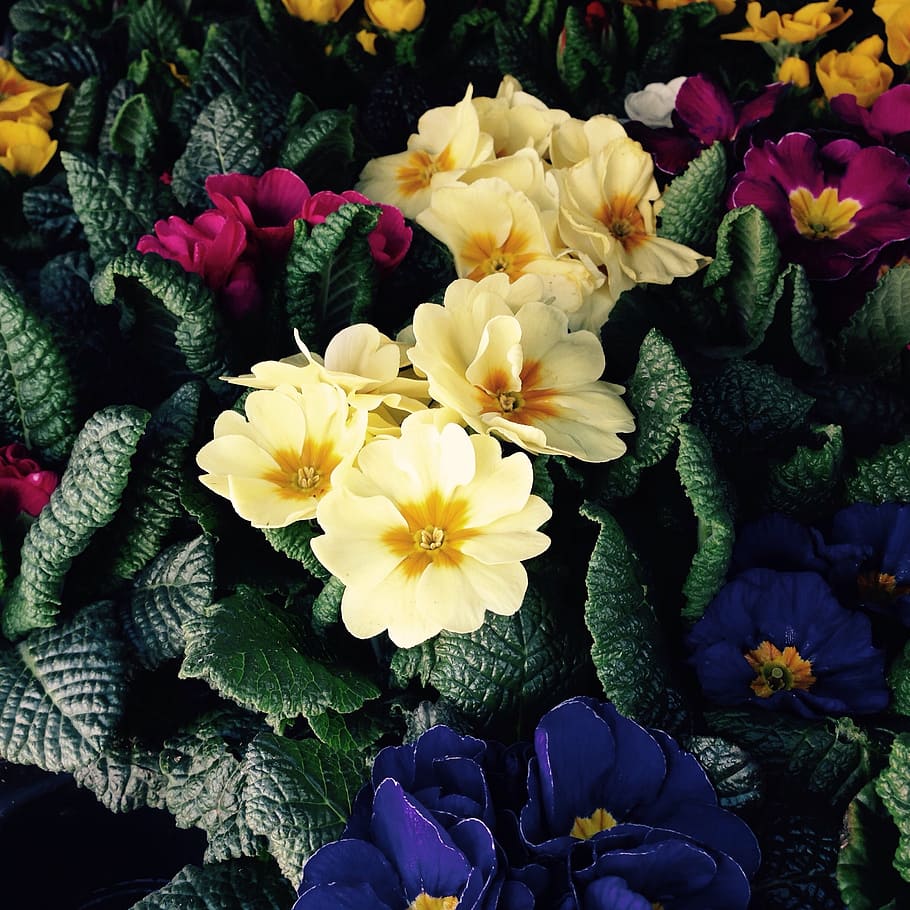 primula, flowers, spring, easter, yellow, cowslip, flowering plant HD wallpaper