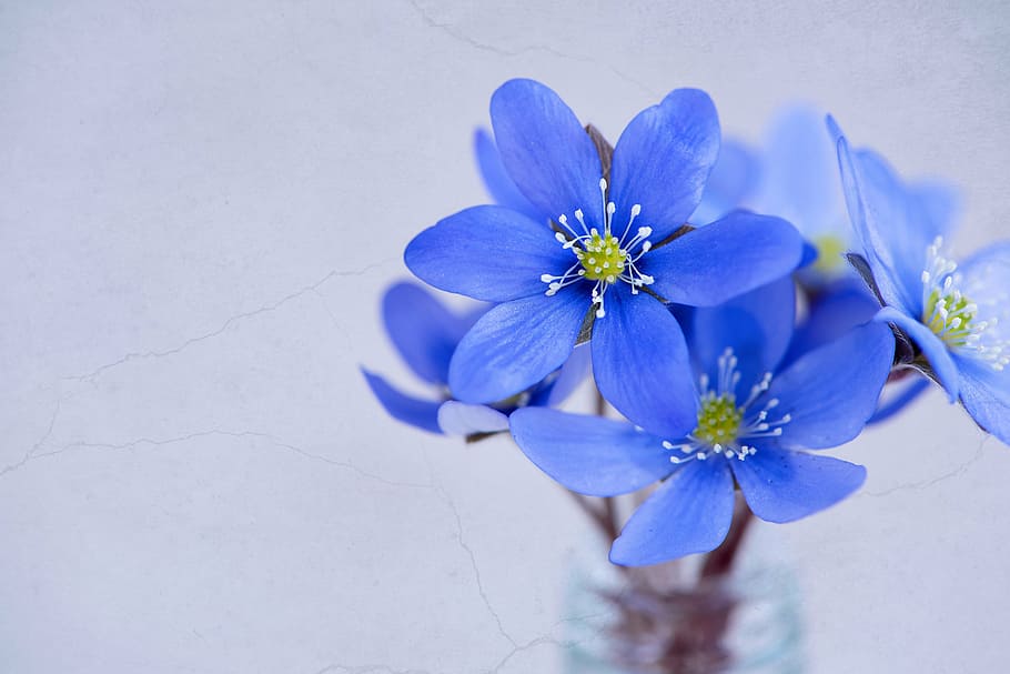 blue flowers plant, petals, hepatica, spring flower, early bloomer HD wallpaper