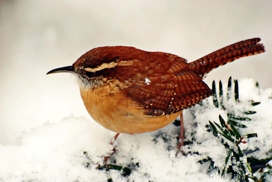 selective focus photography of Carolina wren, bird, winter, wildlife
