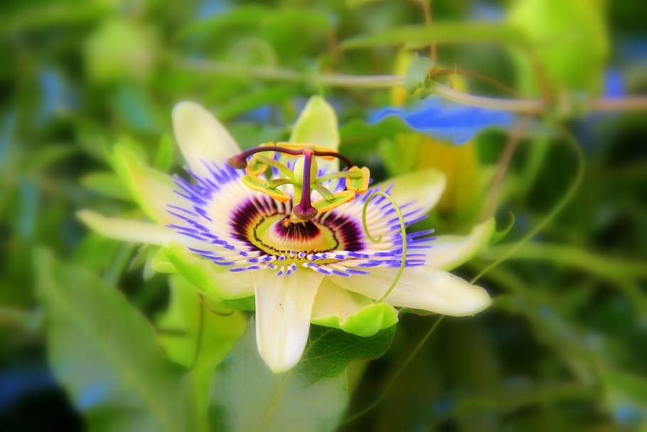 flower, nature, yellow, spring, garden, colorful flower, flowering plant HD wallpaper