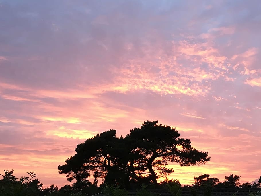 sunset, evening red, summer night, nature, tree, sky, dusk HD wallpaper