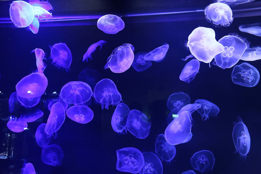 purple jellyfishes under the sea, jellyfish lot, underwater, black HD wallpaper