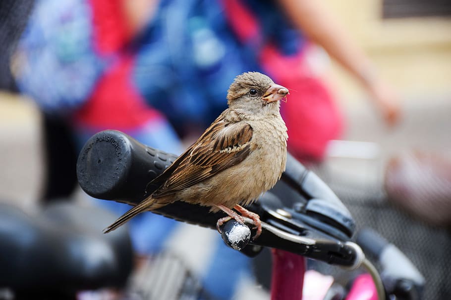 bird, blur, sparrow, closeup, vertebrate, animal wildlife, one animal HD wallpaper