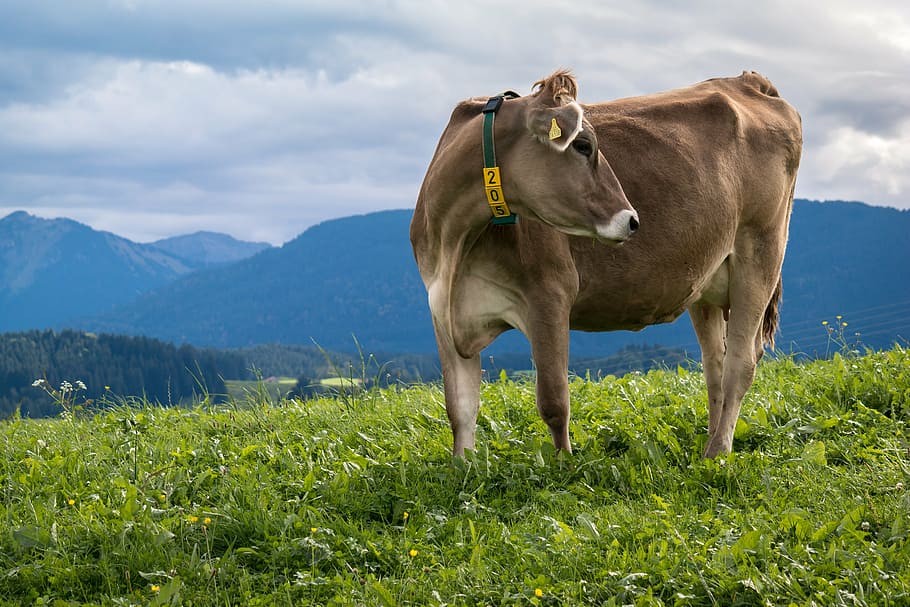 cow, alpine, mountains, sky, alm, allgäu, clouds, pasture, HD wallpaper