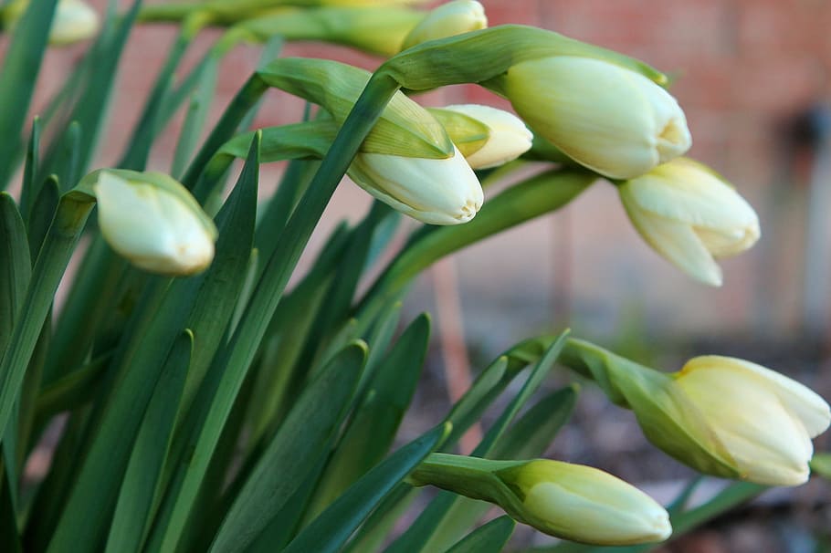 daffodil, bloom, fresh, green, young, flower, springtime, blossom HD wallpaper