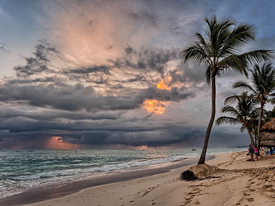palm tree in shore line during cloudy day, tropical beach, sunrise