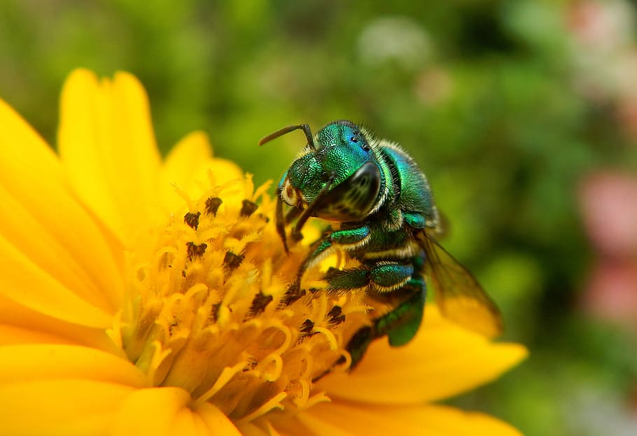 bee, insect, pollen, flower, nectar, animals, nature, honey HD wallpaper